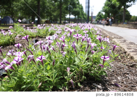木曾三川公園に咲くペチュニア（スーパーチュニア ミニブルースター） 89614808