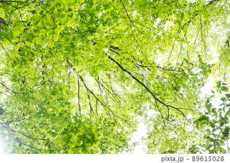 新緑の森 89615028