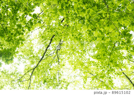 新緑の森 89615102