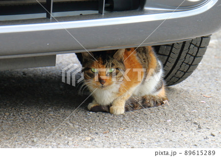 三毛ねこ　白茶黒　混血猫 89615289