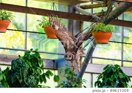 松江フォーゲルパーク フクロウショー 89615309