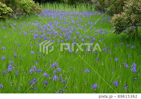 5月の雨上がり 京都市北区大田ノ沢のカキツバタ群落が見事 89615362