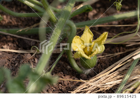 スイカの雌花 スイカの雌花 89615425