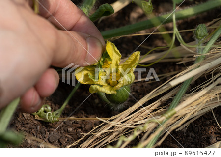 スイカの受粉 スイカの受粉 89615427