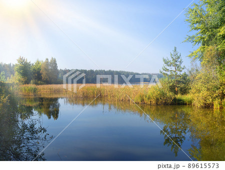 Trees by the lake in forest Trees by the lake in forest 89615573