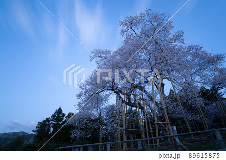 戸津辺の桜　春の風景 89615875