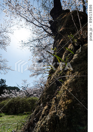 矢祭山の桜 春の風景 矢祭山の桜 春の風景 89615886