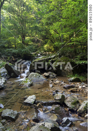 夏の清流 夏の清流 89615980