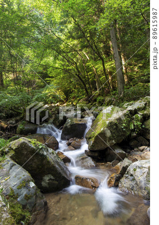 新緑の清流 89615987
