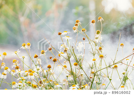 Chamomile flowers on foggy morning. Smoke from fire consumes stems and petals. Harvesting of medicinal plants. Chamomile flowers on foggy morning. Smoke from fire consumes stems and petals. Harvesting of medicinal plants. 89616002