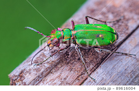 Green Tiger Beetle - Cicindela campestris, background with beetle Green Tiger Beetle - Cicindela campestris, background with beetle 89616004