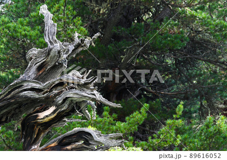 Old tree trunks in dark forest after storm. Branches dried up and covered with moss, formed impassable thicket. Difficulty moving in wild nature 89616052
