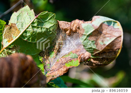 Bird cherry moth on green branches. Leaves withered, curled up and covered with cobwebs. Diseases of berry trees. Harmful insects deprive garden of harvest. 89616059