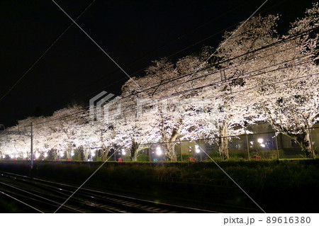 新京成線くぬぎ山駅付近の桜並木ライトアップ 千葉県鎌ケ谷市くぬぎ山 新京成線くぬぎ山駅付近の桜並木ライトアップ 千葉県鎌ケ谷市くぬぎ山 89616380