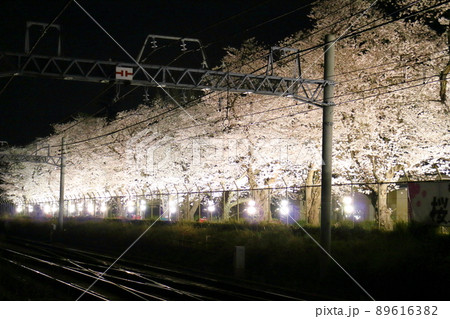 新京成線くぬぎ山駅付近の桜並木ライトアップ 千葉県鎌ケ谷市くぬぎ山 新京成線くぬぎ山駅付近の桜並木ライトアップ 千葉県鎌ケ谷市くぬぎ山 89616382
