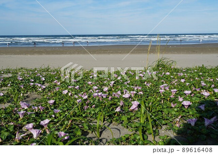 海岸の砂地に咲き誇る満開の初夏の花　ハマヒルガオの咲く風景 89616408
