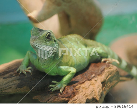 インドシナウォータードラゴン 89616414