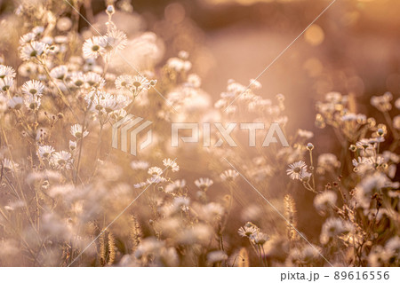 Autumn wild grass and flowers on a meadow Autumn wild grass and flowers on a meadow 89616556