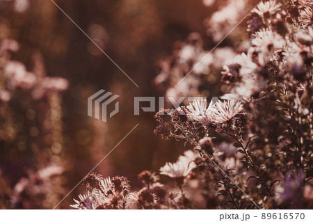 Autumn wild grass and flowers on a meadow 89616570