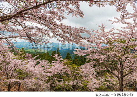 奈良吉野山、奥千本　金峯神社参道の満開桜 89616648