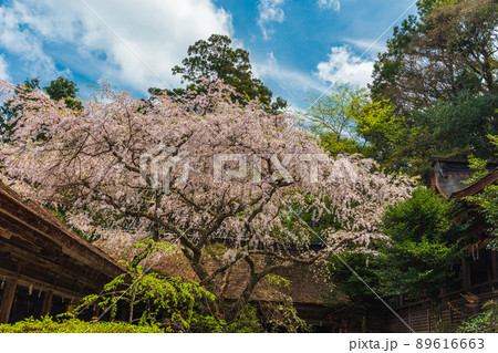 奈良吉野山、奥千本　金峯神社参道の満開桜 89616663