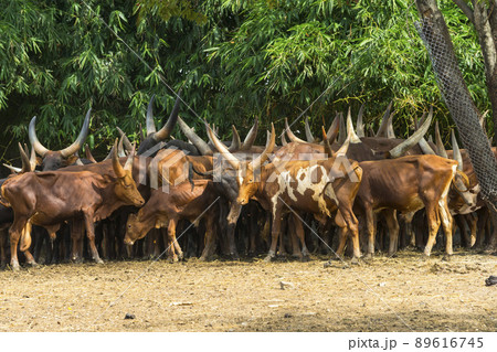 Flock of watusi in a zoo 89616745