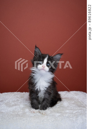 curious tuxedo maine coon kitten portrait with copy space curious tuxedo maine coon kitten portrait with copy space 89616822