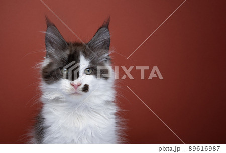 black and white maine coon kitten with beauty spot portrait black and white maine coon kitten with beauty spot portrait 89616987