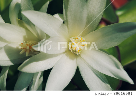 White cactus flowers macro, sunny day. Blossom floral background, selective focus 89616991