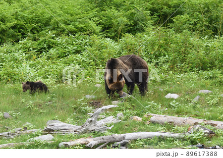 ヒグマの親子~夏の知床・ルシャ湾にて~ ヒグマの親子~夏の知床・ルシャ湾にて~ 89617388