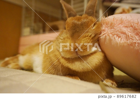 ブサカワなおねんねうさぎ ブサカワなおねんねうさぎ 89617682