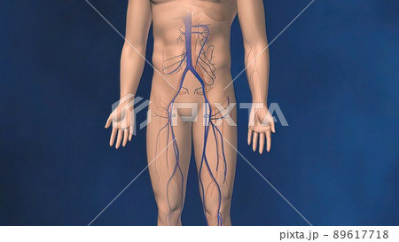 impaired blood flow, Leg vein anatomy, erythrocytes, human anatomy 89617718