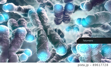 Chromosome and DNA within the cell nucleus 89617728