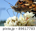 ヒメアカタテハ 89617783