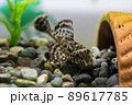 セルフィンプレコ 89617785