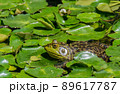 ウシガエル 89617787