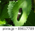 キアゲハ幼虫 89617789