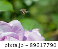 セマダラコガネ 89617790