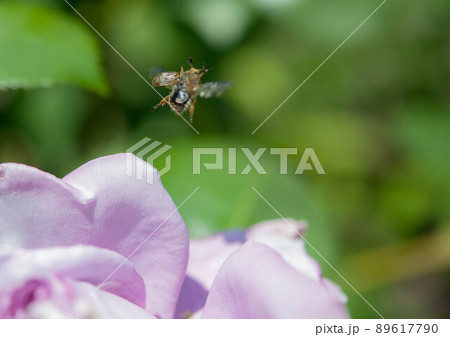 セマダラコガネ セマダラコガネ 89617790