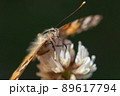 ヒメアカタテハ 89617794