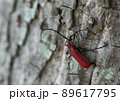 ベニカマキリ 89617795