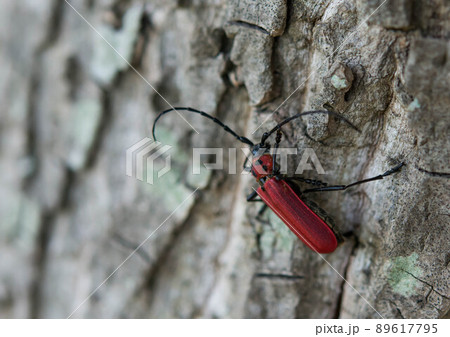 ベニカマキリ 89617795