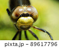 シオカラトンボ 89617796