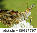ヒメアカタテハ 89617797