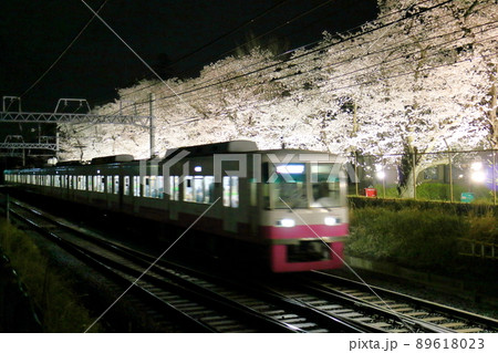 新京成線くぬぎ山駅付近の桜並木ライトアップ 千葉県鎌ケ谷市くぬぎ山 新京成線くぬぎ山駅付近の桜並木ライトアップ 千葉県鎌ケ谷市くぬぎ山 89618023