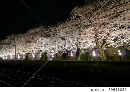 新京成線くぬぎ山駅付近の桜並木ライトアップ 千葉県鎌ケ谷市くぬぎ山 新京成線くぬぎ山駅付近の桜並木ライトアップ 千葉県鎌ケ谷市くぬぎ山 89618026