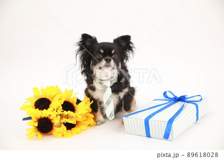 ひまわりの花束とギフトBOXとブラックタンのロングコートチワワ  89618028