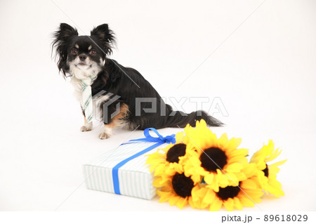 ひまわりの花束とギフトBOXとブラックタンのロングコートチワワ ひまわりの花束とギフトBOXとブラックタンのロングコートチワワ 89618029