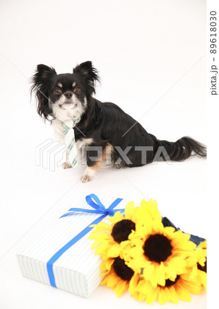 ひまわりの花束とギフトBOXとブラックタンのロングコートチワワ ひまわりの花束とギフトBOXとブラックタンのロングコートチワワ 89618030