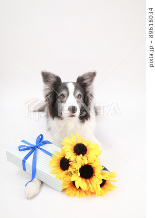 ひまわりの花束とギフトBOXと白黒のボーダーコリー ひまわりの花束とギフトBOXと白黒のボーダーコリー 89618034